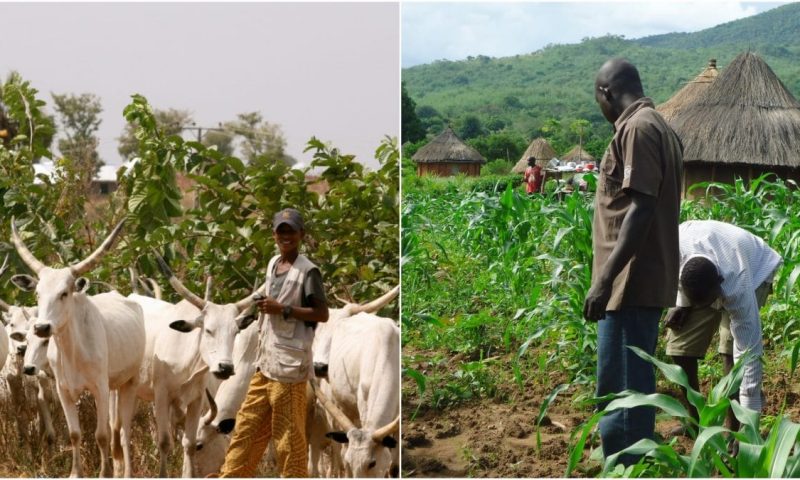 Group Seeks Partnership With Bauchi Govt To Stop  Farmers, Herders Clashes