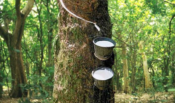 ‘95% Of Nigeria’s Rubber Plantations 40-Years Old,Abandoned’