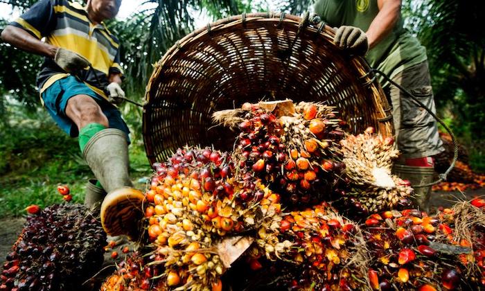 Nigeria Needs N60bn Yearly To Import Palm Oil -CBN