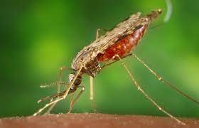 Malaria Treatment:FG Bans Monotherapy Drugs 